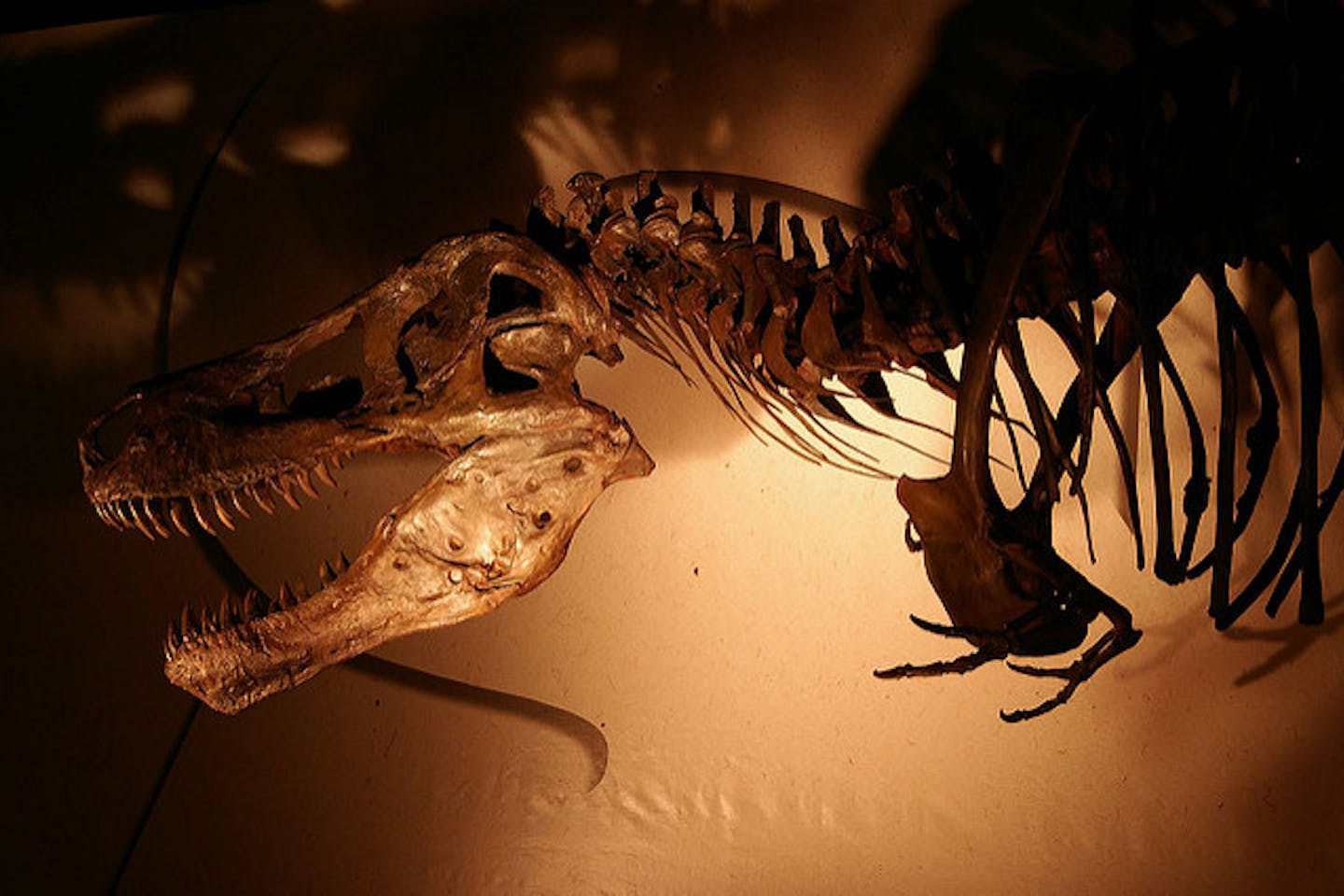 Dinosaur
