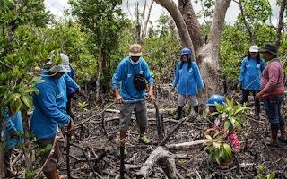 Mangrove management in the Philippines