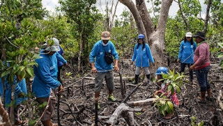 Mangrove management in the Philippines