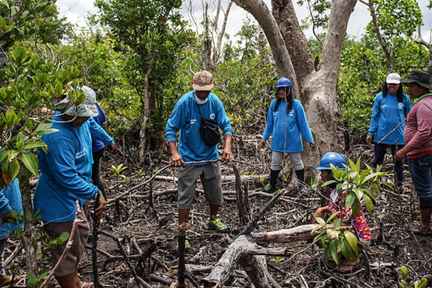 Mangrove management in the Philippines