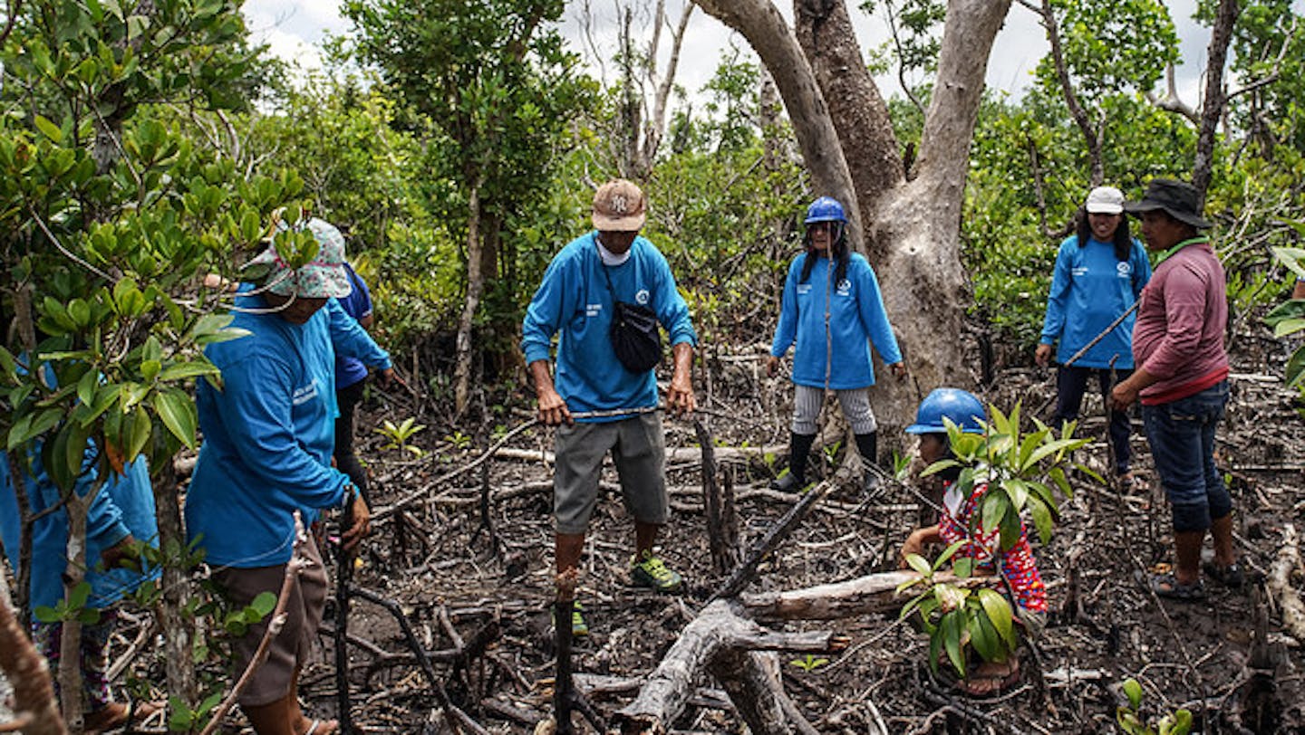 Aquaculture is main driver of mangrove losses News EcoBusiness