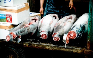 blue fin tuna in Japan fish market