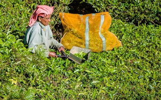 tea harvest in India