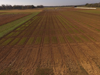 soybean field gmo crops
