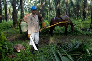 palm oil worker colombia