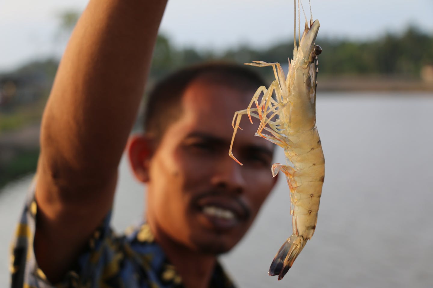black tiger shrimp