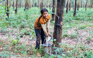 young girl collecting rubber in cambodia  