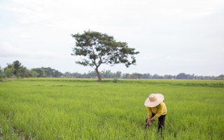 Farmer in the Philippines planting rice