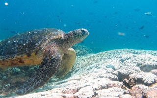 sea turtle australia