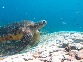 sea turtle australia