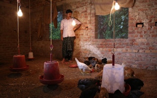chicken farmer in India