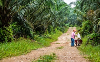 palm oil worker harvests ffb