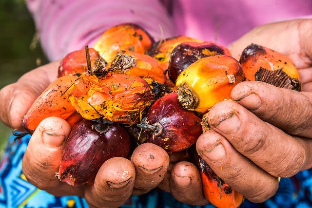 palm fruits cupped in hand