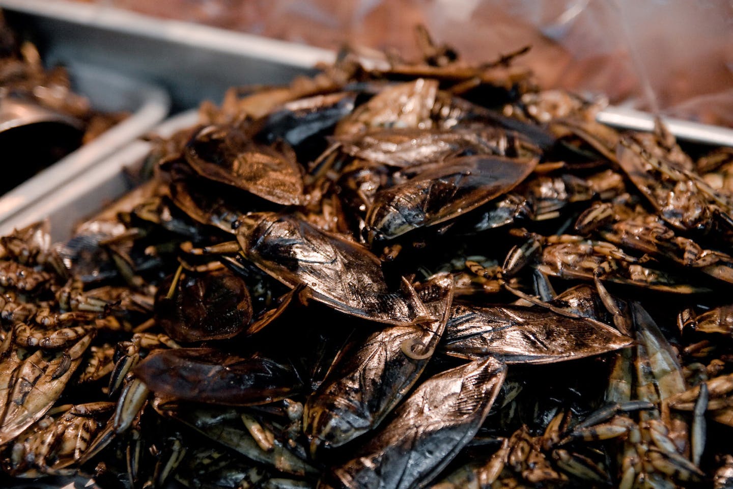 edible insects
