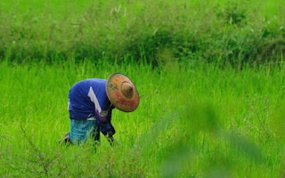 ricefield thailand