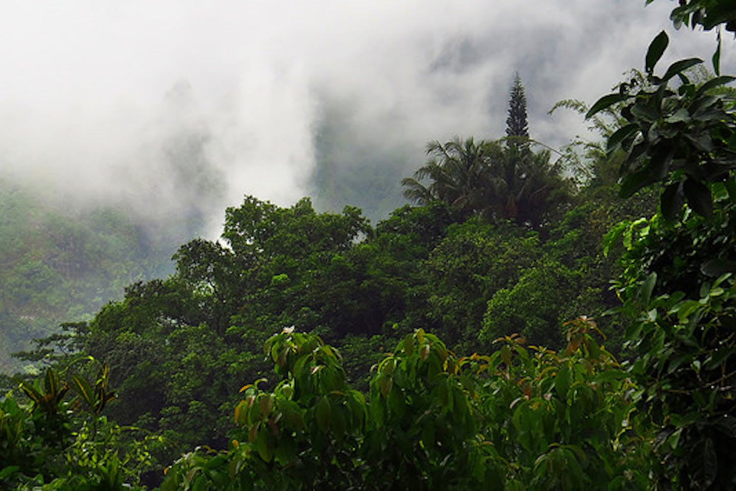 tropical forest