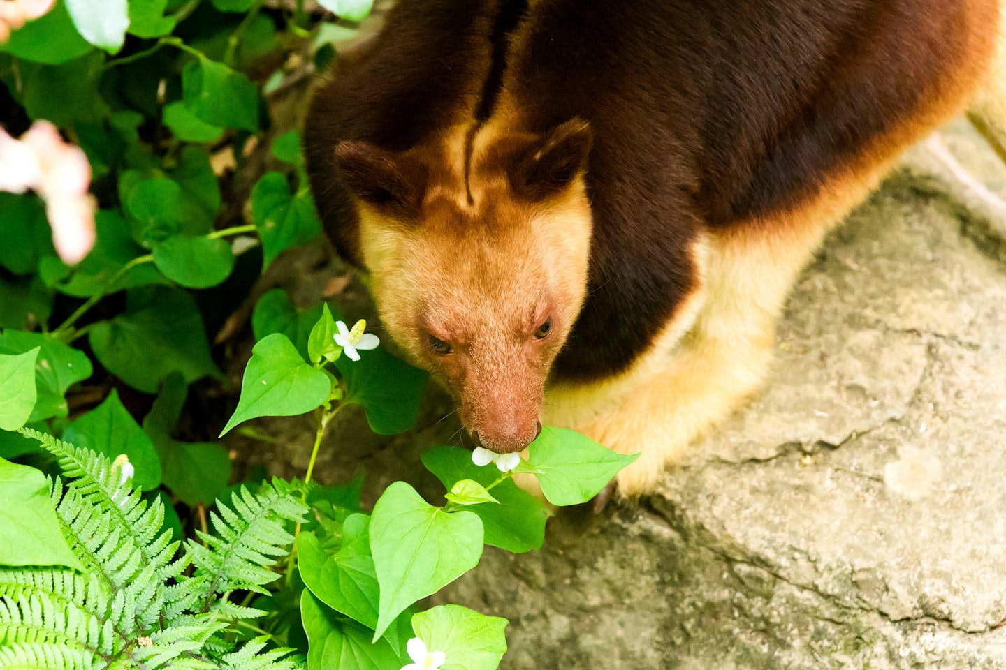 Tree kangaroo and flower
