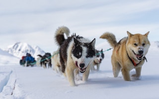 Arctic sled dogs