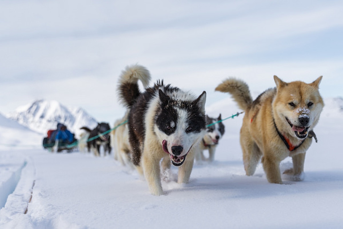Rising warmth risks Arctic dogs' survival, News