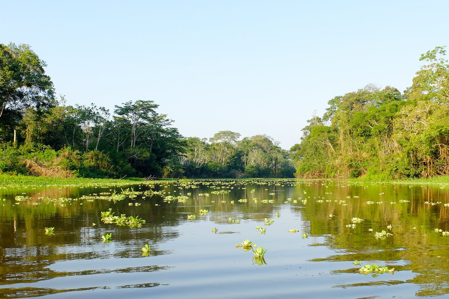 Amazon Rainforest in Peru