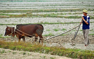 farmer in dry fields in vietnam