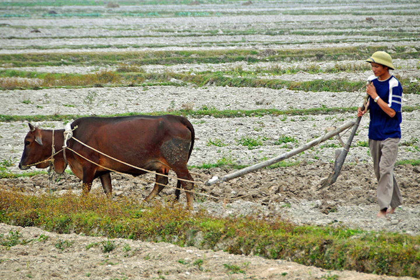 farmer in dry fields in vietnam