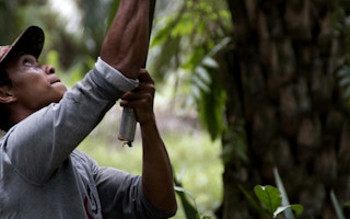 worker harvests oil palm fruit