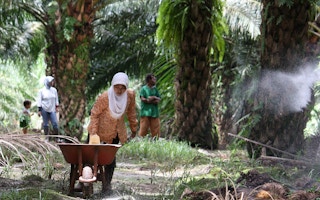 Papua Indonesia oil palm plantation