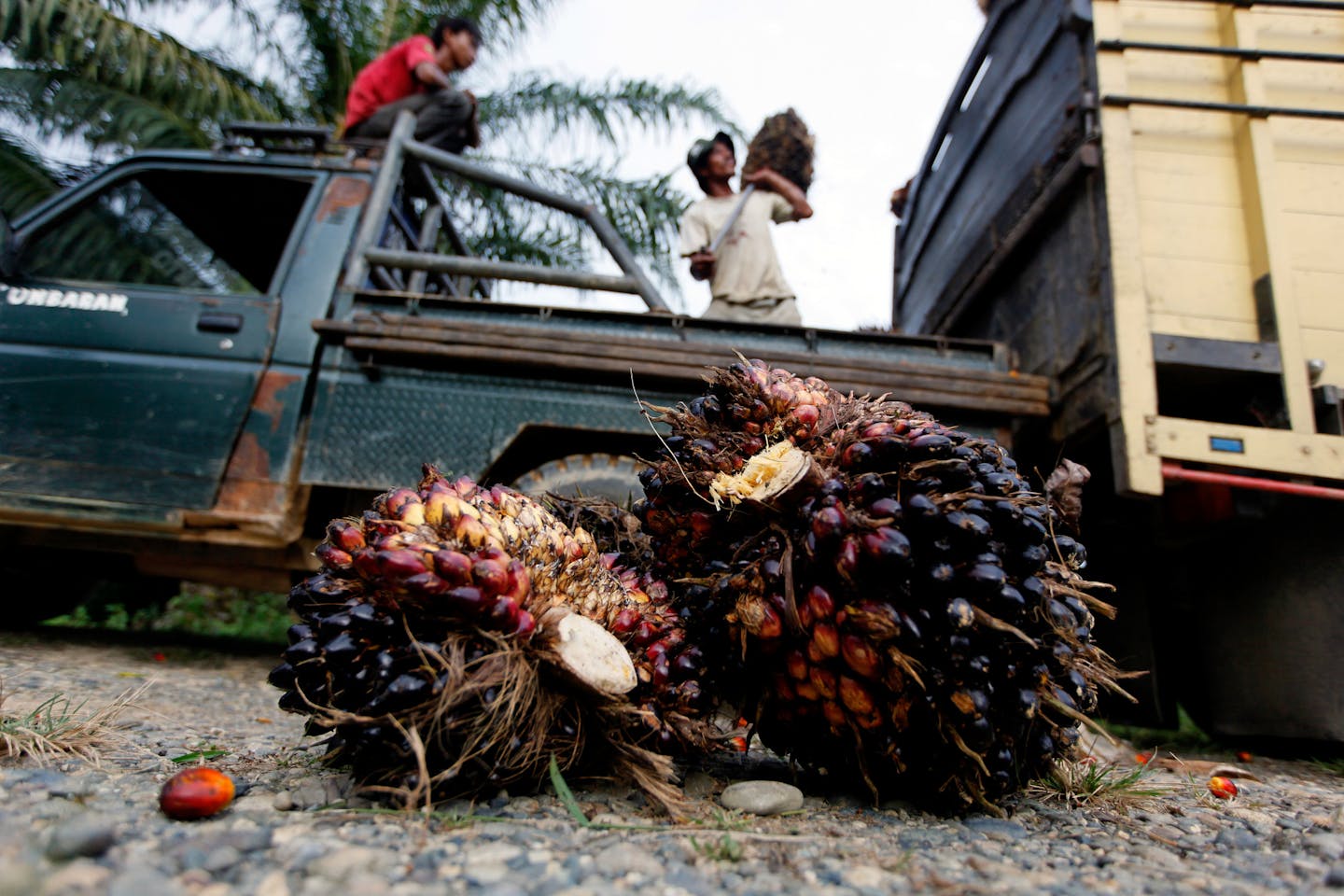 Workers load a truck with palm fruit at a palm oil plantaion in Nagan raya, Aceh province, Indonesia