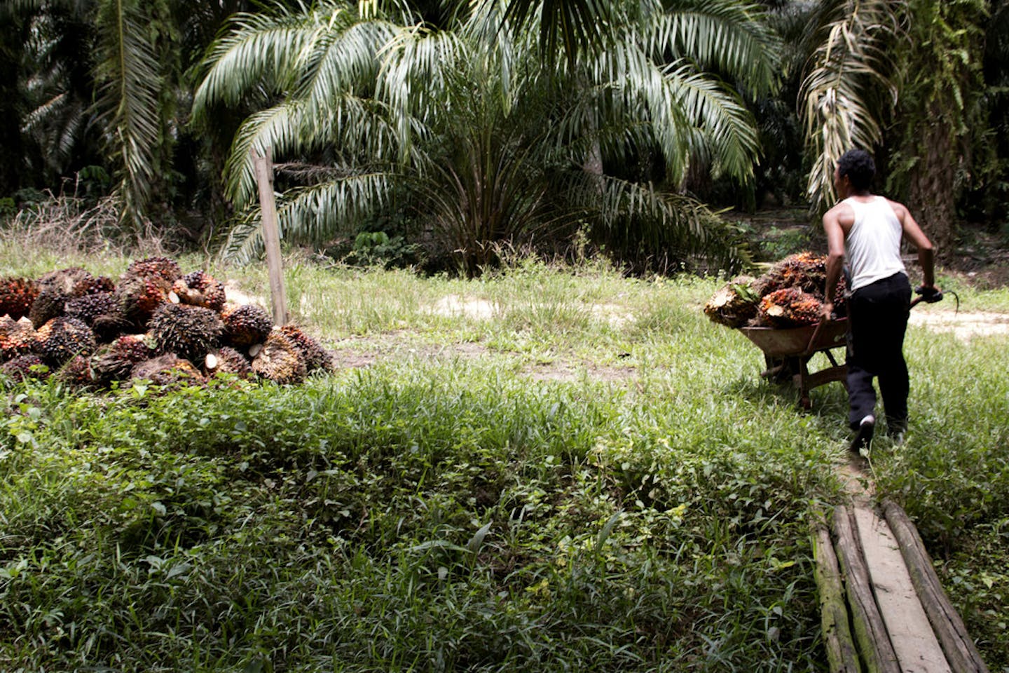 palm oil farmer indonesia2