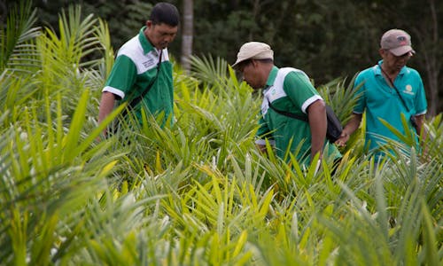 Indonesia’s sustainable districts bet on corporate deforestation pledges
