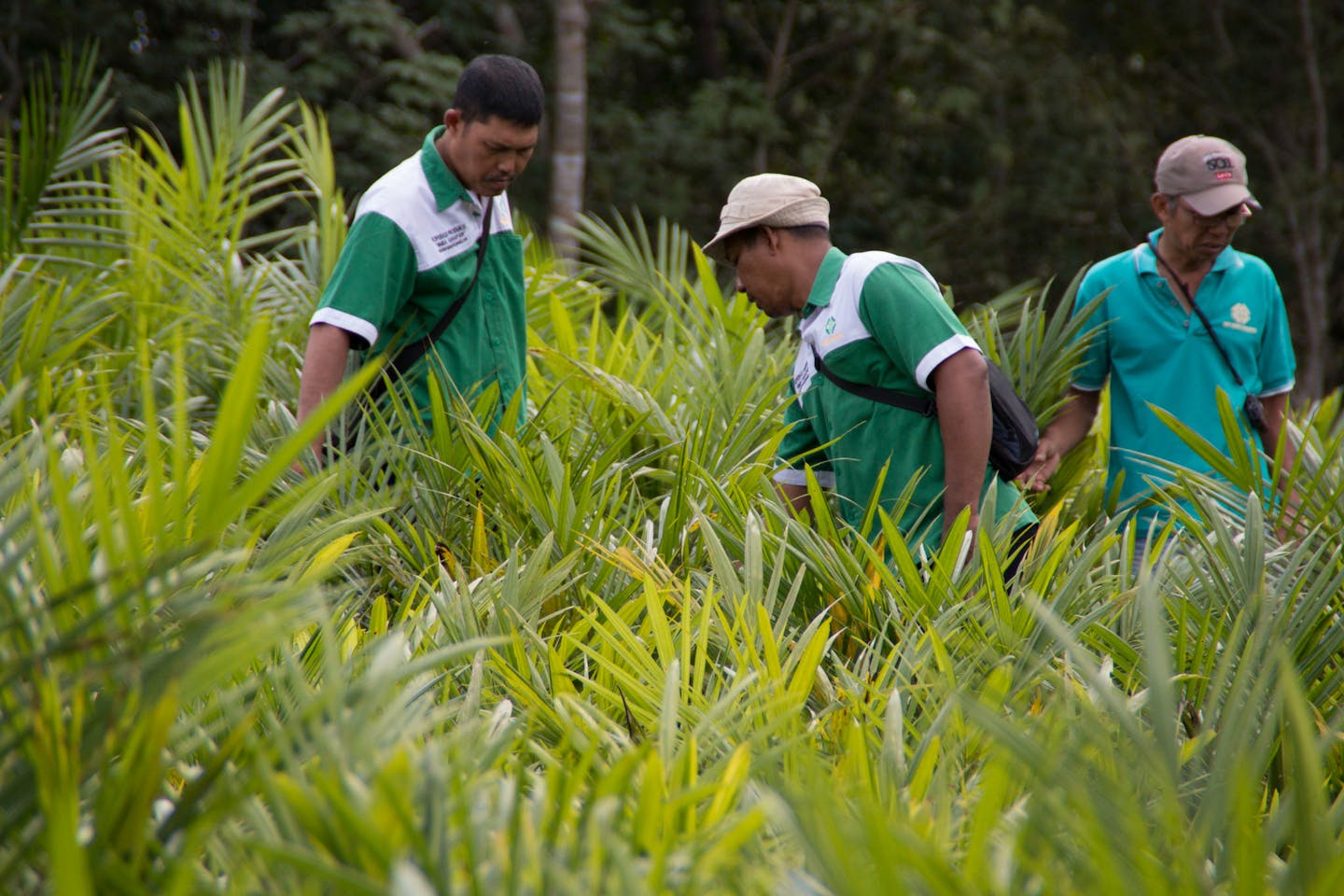 oil palm nursery