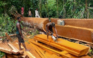logging in Papua