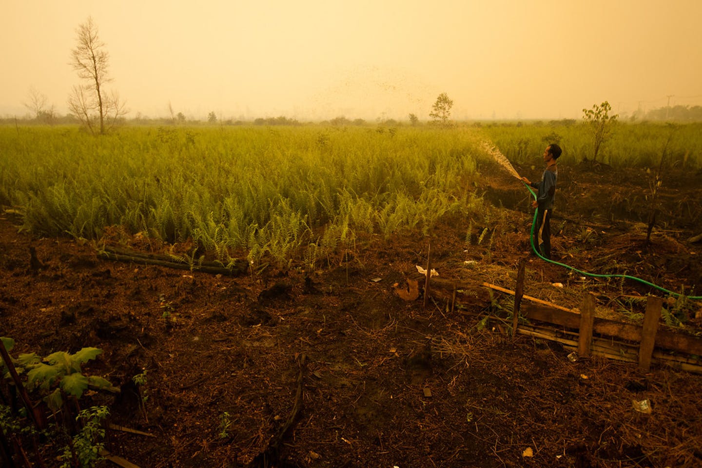 crops Central Kalimantan Indonesia