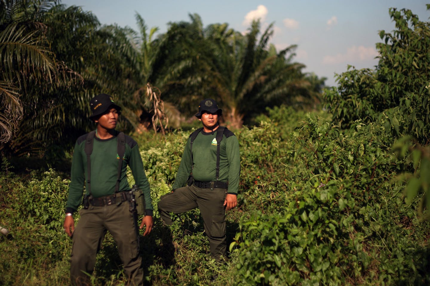 indonesian forest rangers palm oil