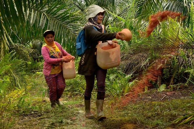 women palm oil 