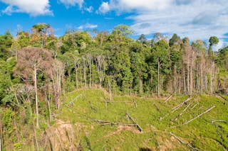 tree clearing in Kalimantan