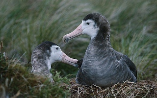 Amsterdam albatross 