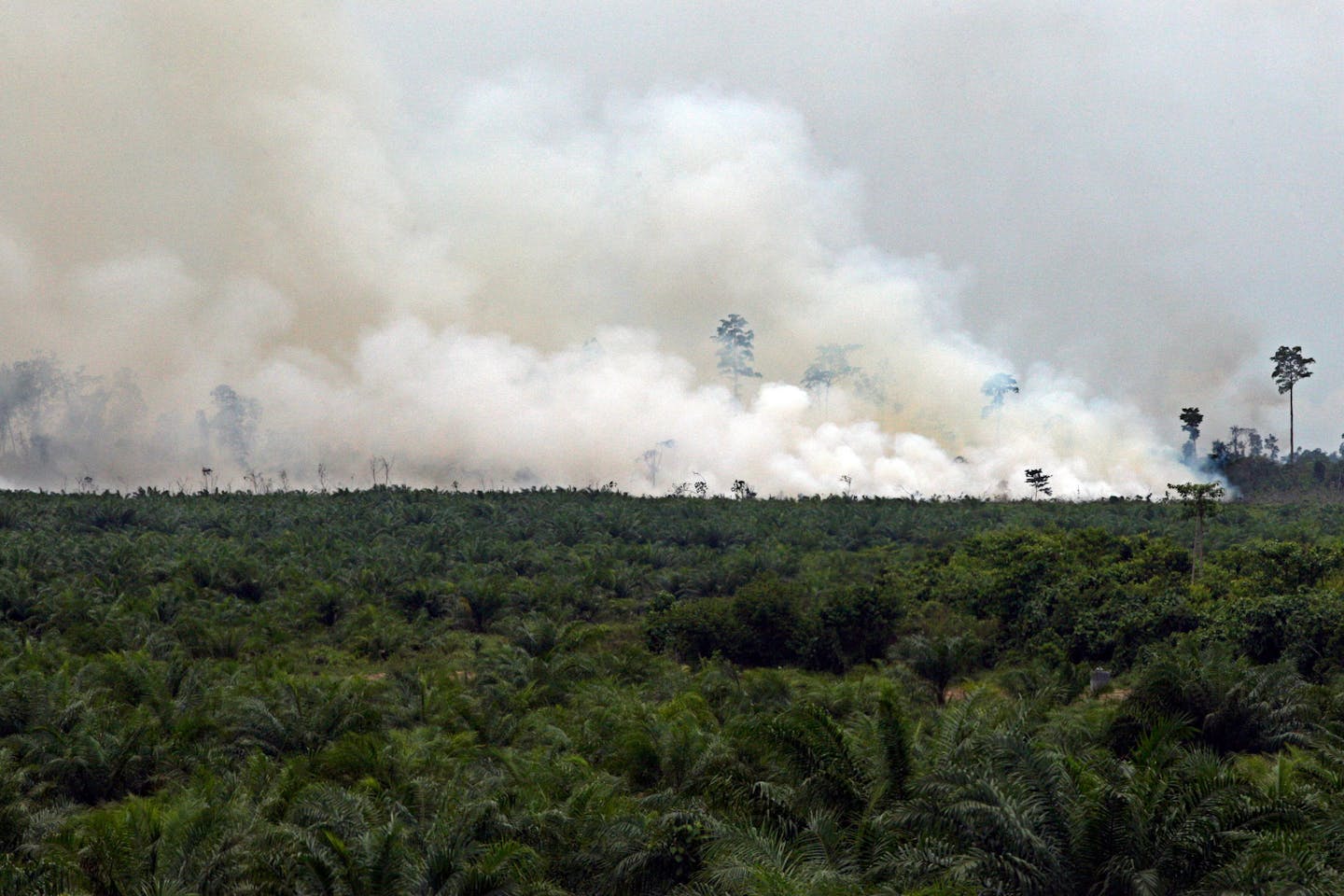 billowing smoke from peat swamp