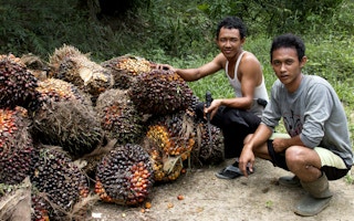 Oil Palm Harvesters in Indonesia