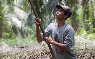 palm oil farmer indonesia 