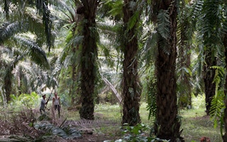 oil palm indonesia