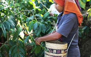 woman picks coffee beans in Indonesia