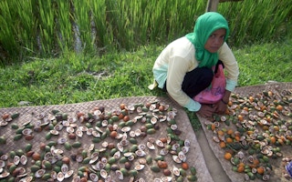 woman sorts palm fruits