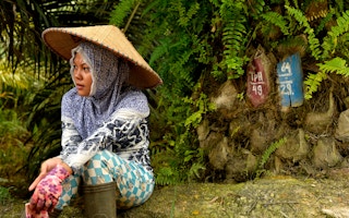 woman oil palm plantation worker 