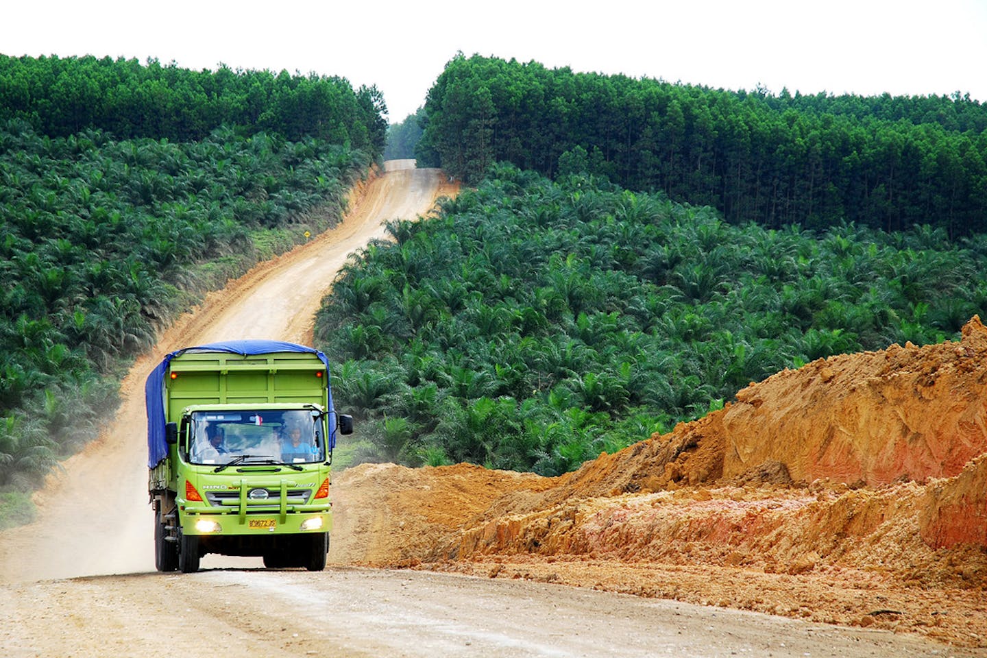 oil palm indonesia2