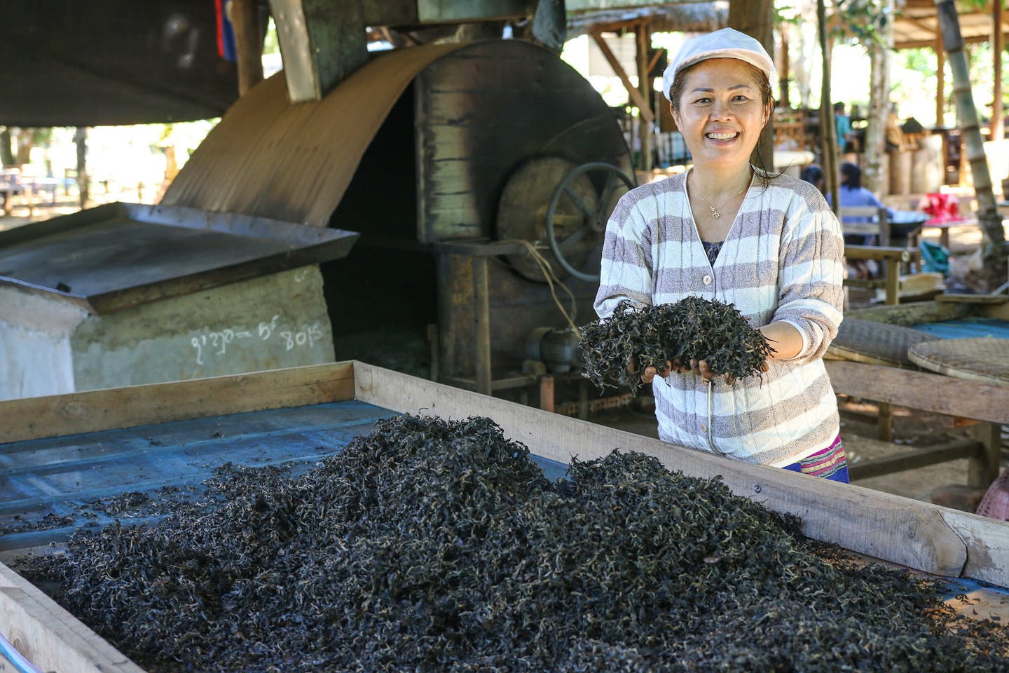 green tea smallholder development in Lao PDR