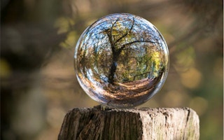 tree as seen through a crystal ball