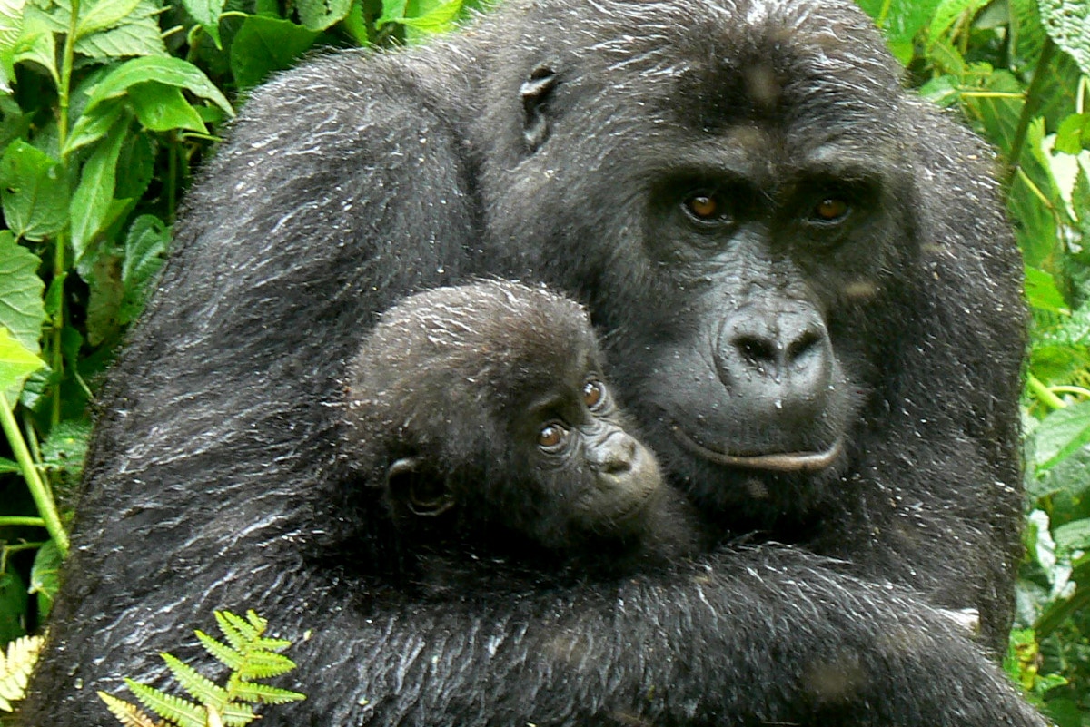 Cellphones Are Endangering Gorillas But Recycling Old Ones Can Help News Eco Business Asia Pacific Cellphones Are Endangering Gorillas But Recycling Old Ones Can Help News Eco Business Asia Pacific