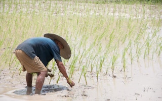 rice farmer thailand
